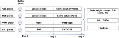 Whole intestinal microbiota transplantation is more effective than fecal microbiota transplantation in reducing the susceptibility of DSS-induced germ-free mice colitis